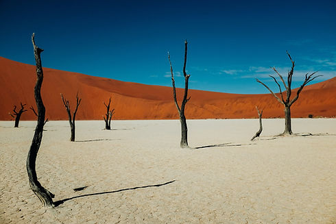 Image de Ashim D’Silva