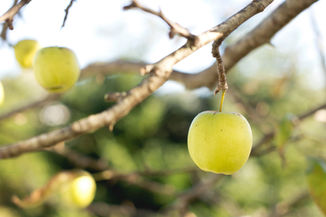 Fruit, Fall, Familiarity, Forever