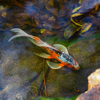 Koi fish