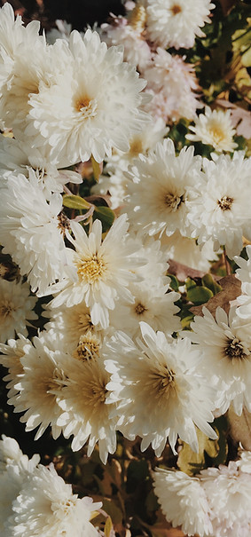 fleurs deuil funéraire