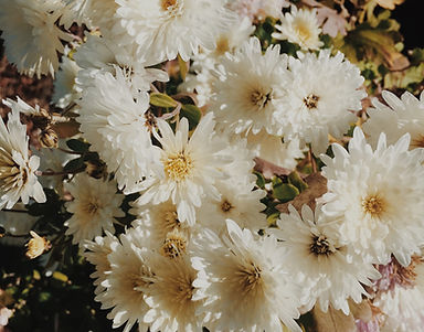 Image de Amy Humphries