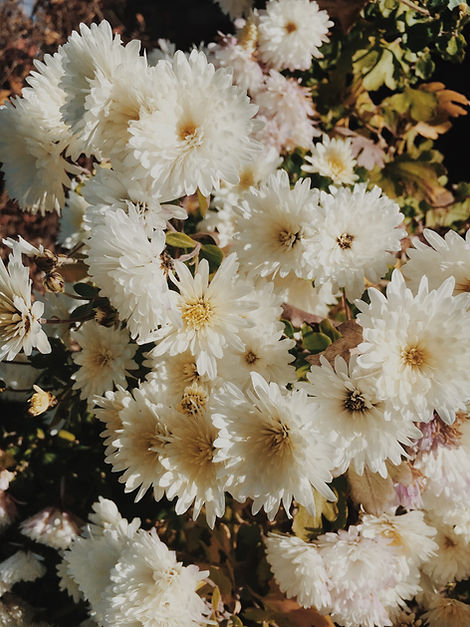 Flowers in a bush