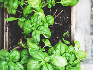 Basil Vinaigrette Salad Dressing 