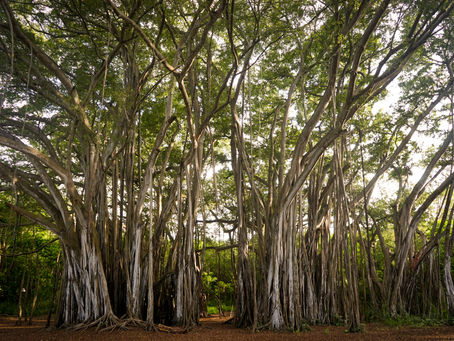 BSE & NYSE: Tales 'from under the Banyan Tree'