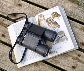 Image by Diane Helentjaris