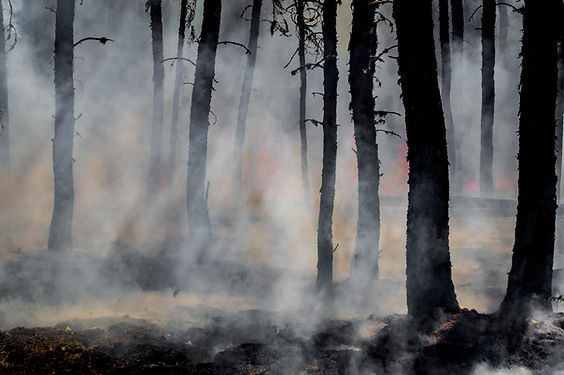 Image of smoky forest with fire, image by Joanne Francis