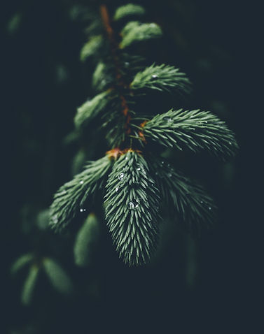 Image by Alexandre Guimont