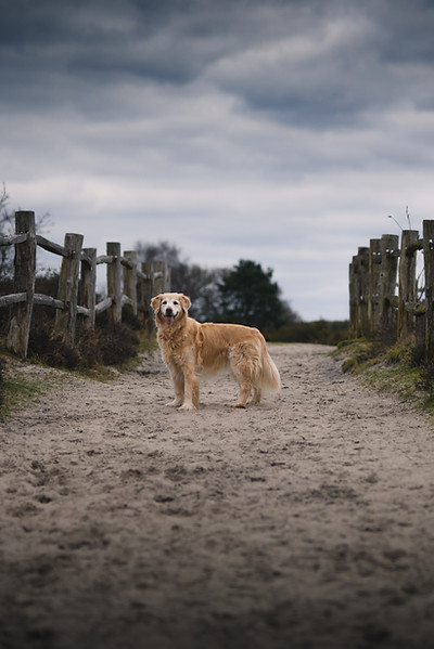 Image by Luke Stackpoole