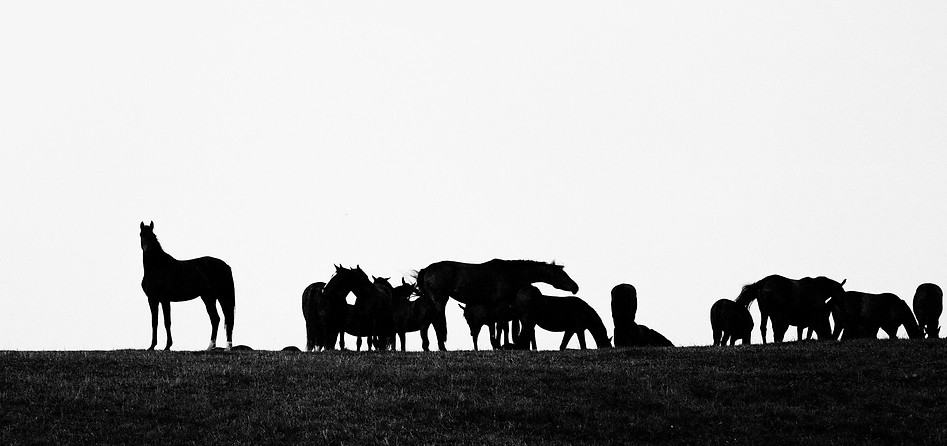 Image by Louise Pilgaard