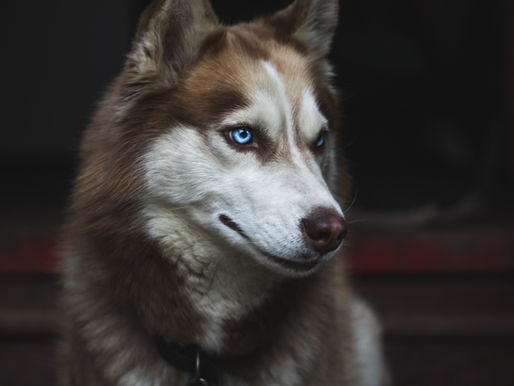 The Lone Wolf & The Ghost – Stress Disguised as Independence