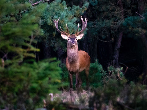 Damhert in de bossen van de Veluwe in Nederland