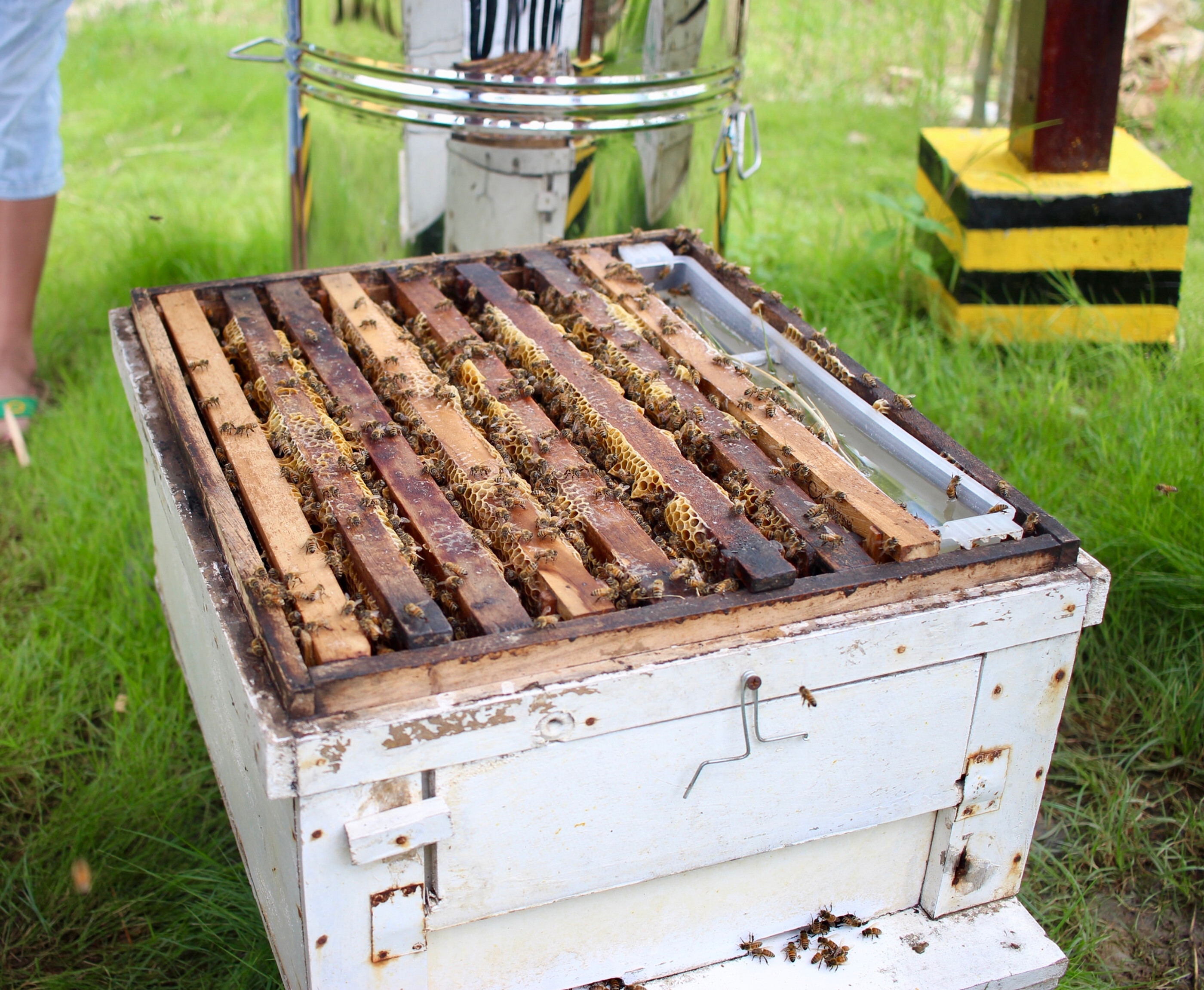 Whole Hives
