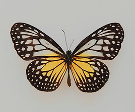 Vlinder