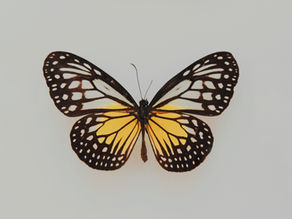 When the Body Says No: Chronic Stress, Autoimmunity, and My Story with Graves’ Disease