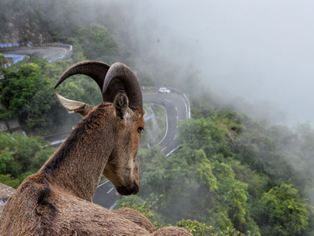Top Places to Visit in Munnar (Kerala)