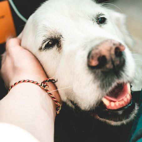 Arthritis: A Sore Subject