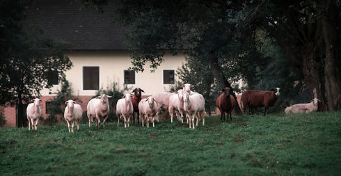 Image by Simon Berger