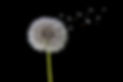Dandelion seeds blowing in the wind represent the seeds of nature connection community