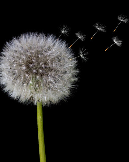 Image by Herbert Goetsch