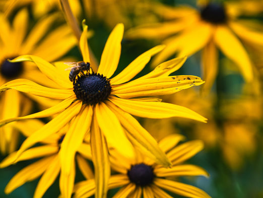 The Beauty and Benefits of Native Texas Plants in Your Garden