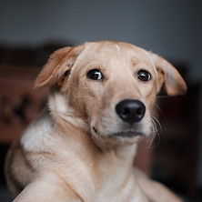 Image by Stefanus Aprilianto