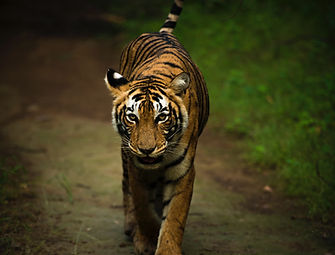tiger ranthambore safari india
