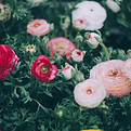 Image by Alisa Anton