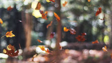 Korean foods that are perfect for the Autumn and Winter