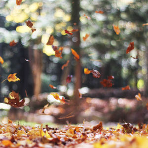 WAS DU VOM HERBST ÜBER TRANSFORMATION & SELBSTFINDUNG LERNEN KANNST
