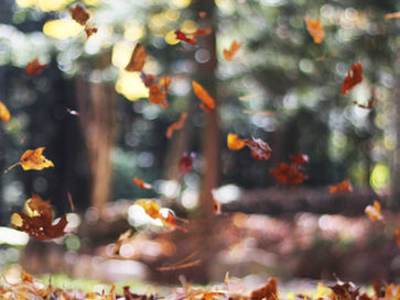 10 Journal Prompts for Autumn Reflection