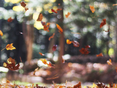 Seasons of Release