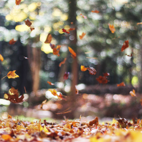 20 Tips to Prepare Your Lawn for the Fall/Winter Season 