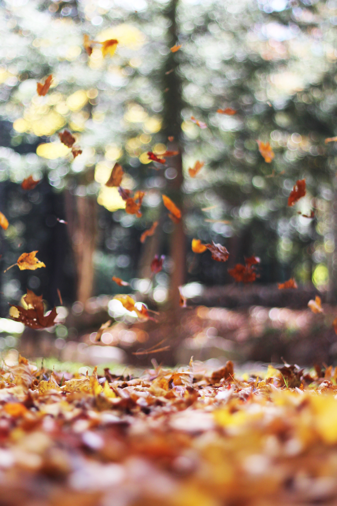 Picture of falling leaves for autumnal myth poetry exercise