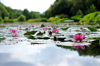 Image by Hanna Skoromna