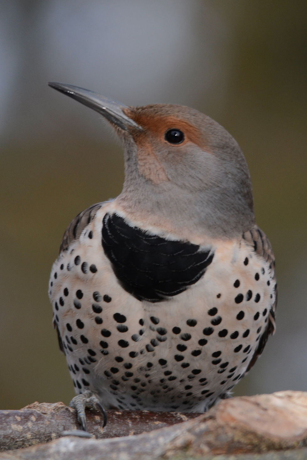 Close-up photo of a Northern Flicker.