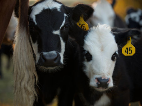 Market Report 04/10/2023