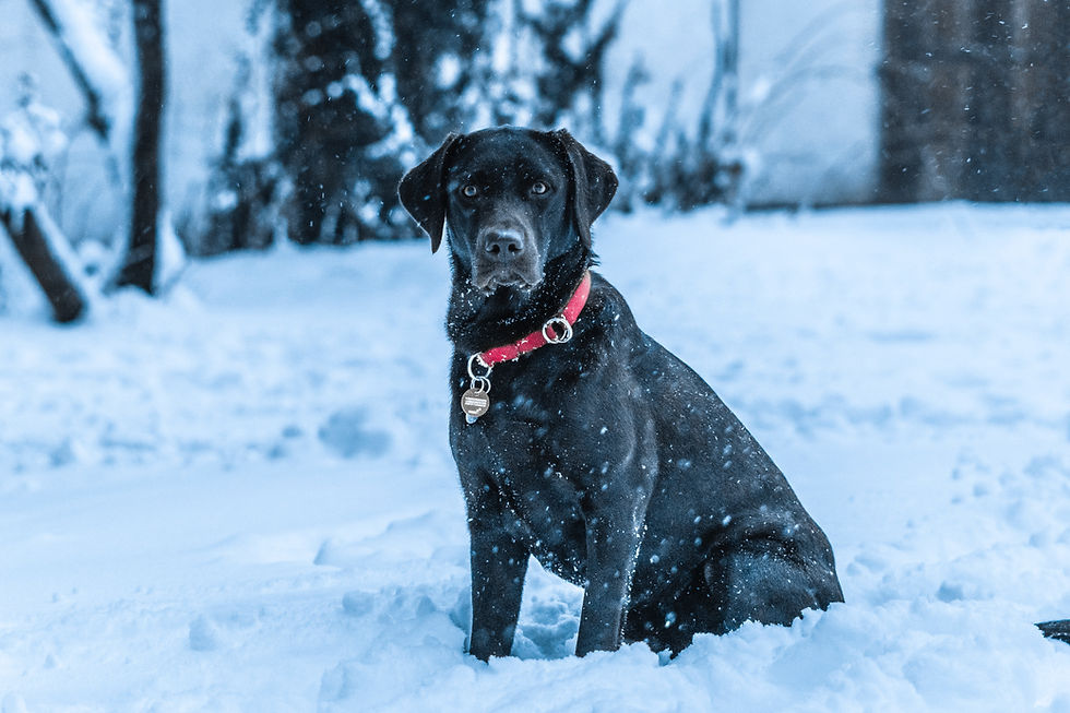 Odrasli Labrador