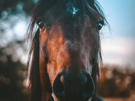 Can Working with Horses Strengthen Your Mind’s Executive Power? Exploring EAP’s Impact on Cognitive Control