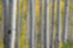 Close-up view of a dense silver birch forest with white bark and golden autumn foliage.