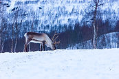 Image by Warren Sammut