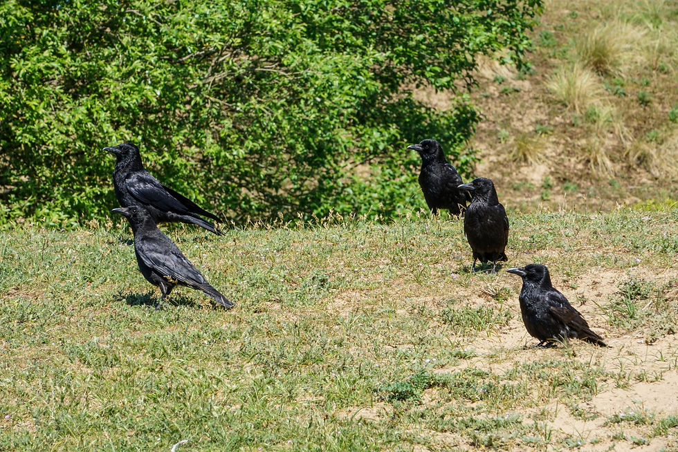 A murder of crows.