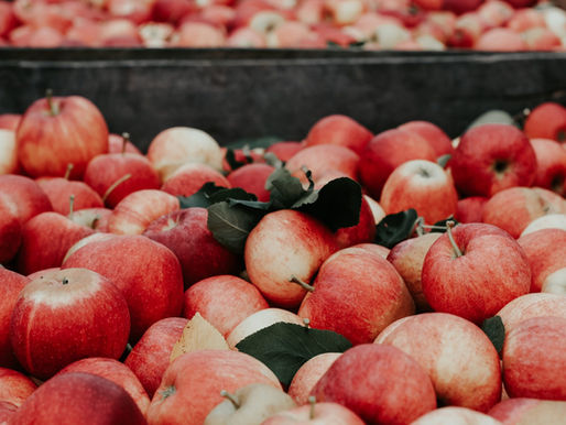 Clarifruit Raises $12M to reduce $900B annual waste in the Fruit and Vegetable Industry