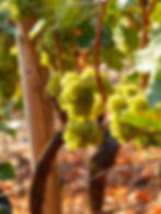 French, German & American Rieslings