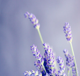 Image by Alexander Grey