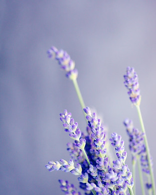 Image by Sharon McCutcheon