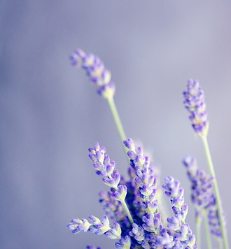 Image by Sharon McCutcheon
