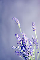 Image de Sharon McCutcheon