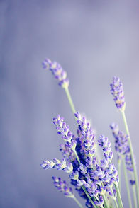 Image by Sharon McCutcheon