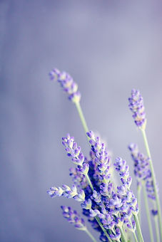 Image by Sharon McCutcheon