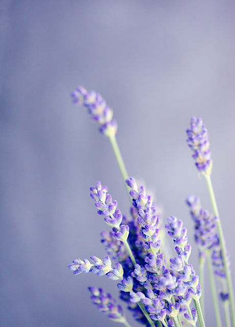 Image by Sharon McCutcheon